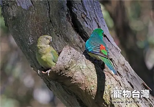 紅腰鸚鵡的飼養知識