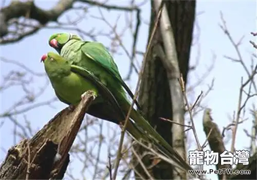 環頸鸚鵡的生活環境