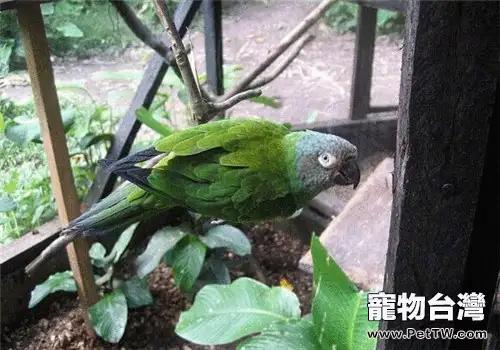 灰頭錐尾鸚鵡的飼養知識(1圖)-寵物台灣