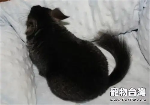 純黑龍貓的飼養環境