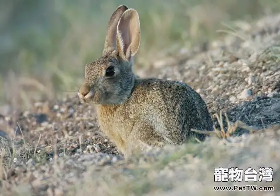 沙漠棉尾兔簡介