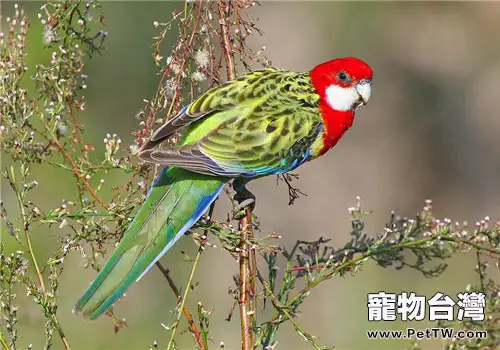 東玫瑰鸚鵡的餵食要點(1圖)-寵物台灣
