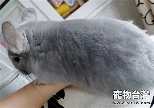 冬天如何飼養龍貓？需要注意什麼？