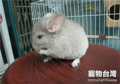 飼養龍貓需要準備哪些生活用品