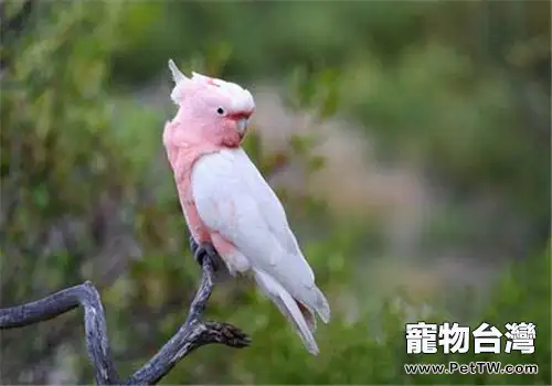 粉紅鳳頭鸚鵡的外形特點