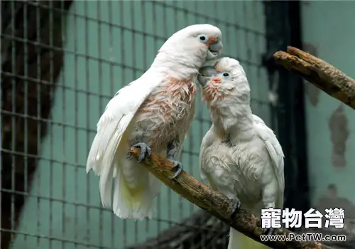 戈芬氏鳳頭鸚鵡的餵食要點