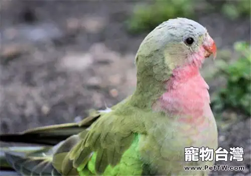 公主鸚鵡的飼養環境