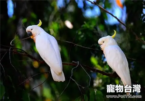 飼養鸚鵡有哪些技巧