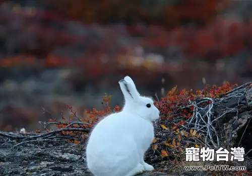 如何治療兔波氏桿菌病