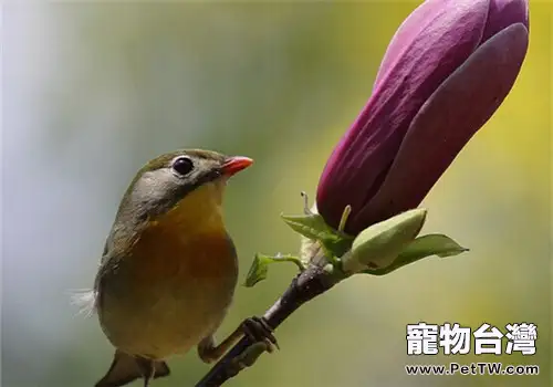 寵物鳥體外寄生蟲病之虱子