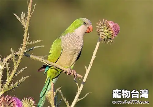 和尚鸚鵡幼鳥的飼養要點