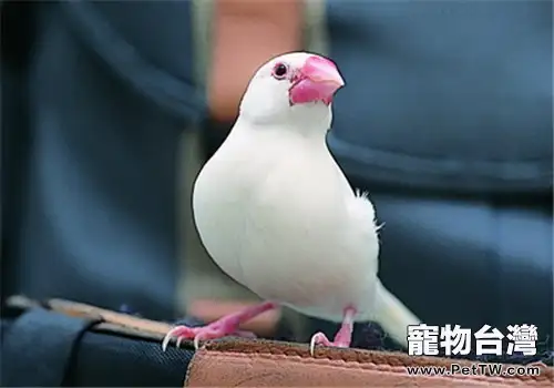 觀賞鳥飼料的兩種分類介紹