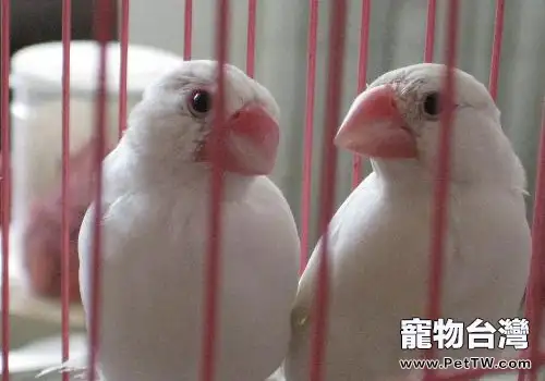 觀賞鳥飼料的兩種分類介紹