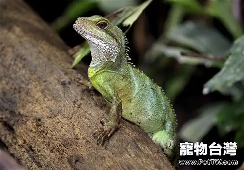 飼養中國水龍的方法及常見誤區