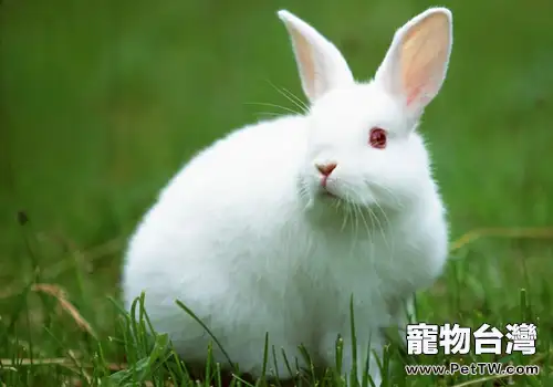 如何合理地給兔子餵食零食