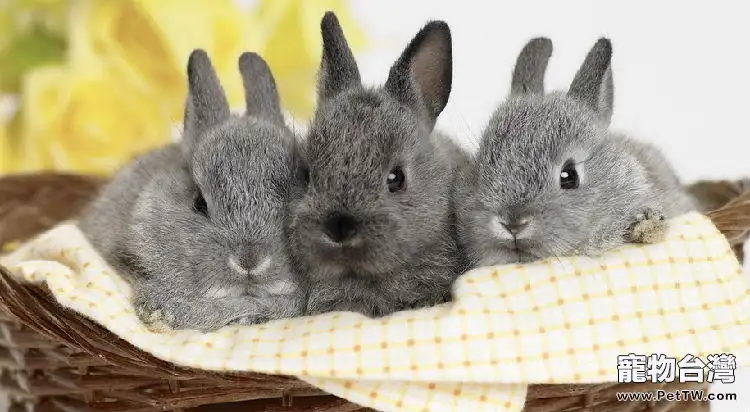 兔兔空運手續流程(1圖)-寵物台灣