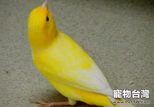 芙蓉鳥的基本飼養