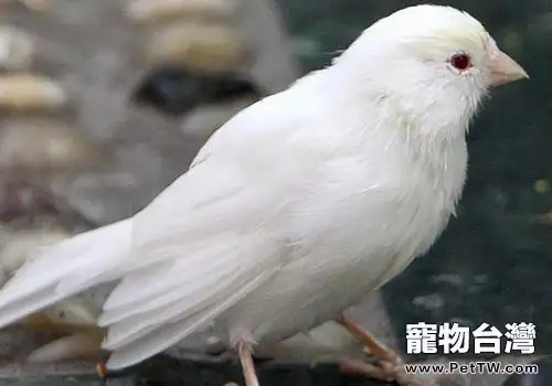 芙蓉鳥的基本飼養