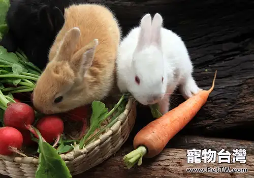 兔子可以不吃兔糧嗎(共2張圖片)-寵物台灣