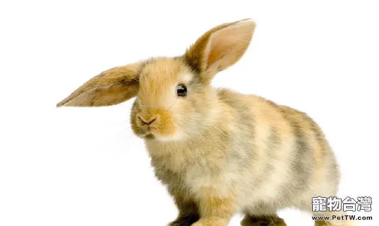 兔兔的牙齒問題普及(1圖)-寵物台灣