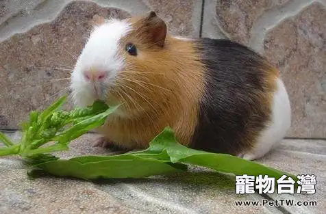 不同階段荷蘭豬的餵食須知