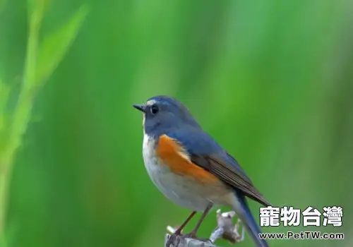 鳥類動物的一些新奇事