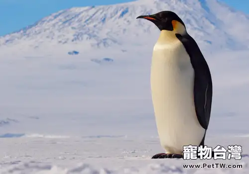 鳥類動物的一些新奇事