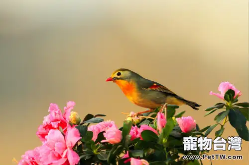 如何飼養紅嘴相思鳥