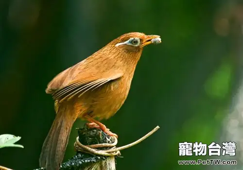 畫眉鳥的價格怎麼定？