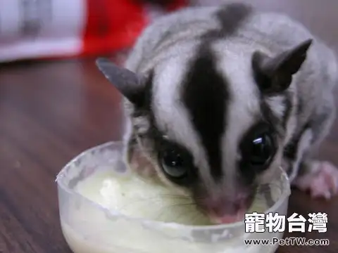 教你如何幫蜜袋鼯剪指甲(1圖)-寵物台灣