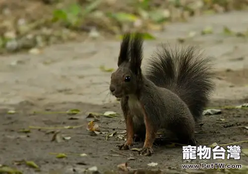 魔王松鼠多少錢一隻