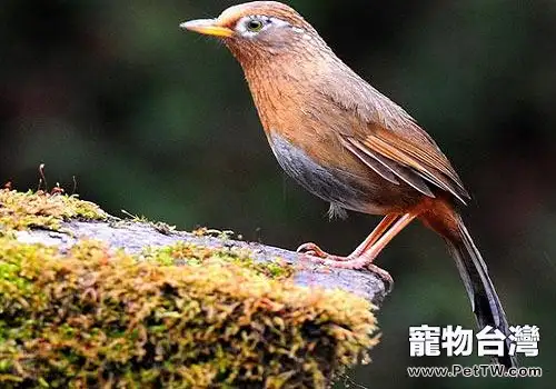 畫眉鳥多少錢一隻？畫眉鳥市場價格盤點