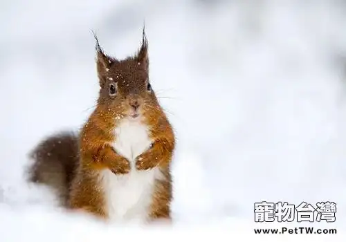 雪地松鼠多少錢一隻？雪地松鼠市場價格