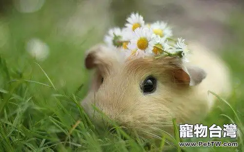 倉鼠怎麼養？倉鼠飼養注意事項