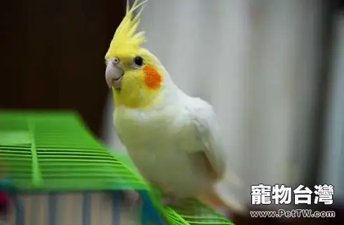 玄鳳鸚鵡.webp