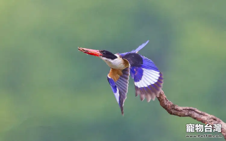 翡翠鳥的品種介紹