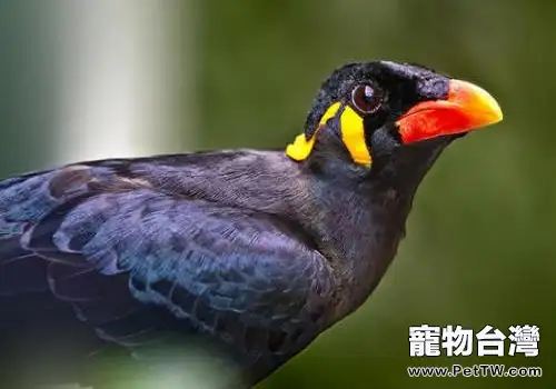 寵物鳥種類