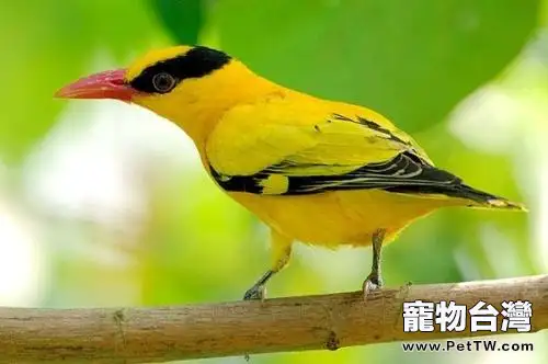 黃鸝鳥吃什麼