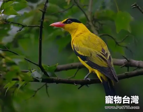 黃鸝鳥吃什麼