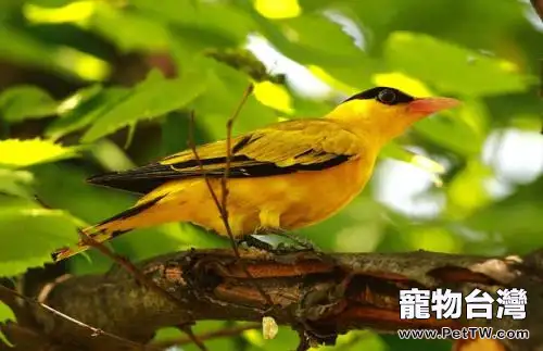 黃鸝鳥吃什麼