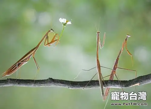 螳螂吃什麼