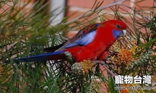 深紅玫瑰鸚鵡怎麼養