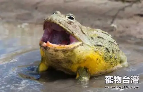 非洲牛蛙怎麼養