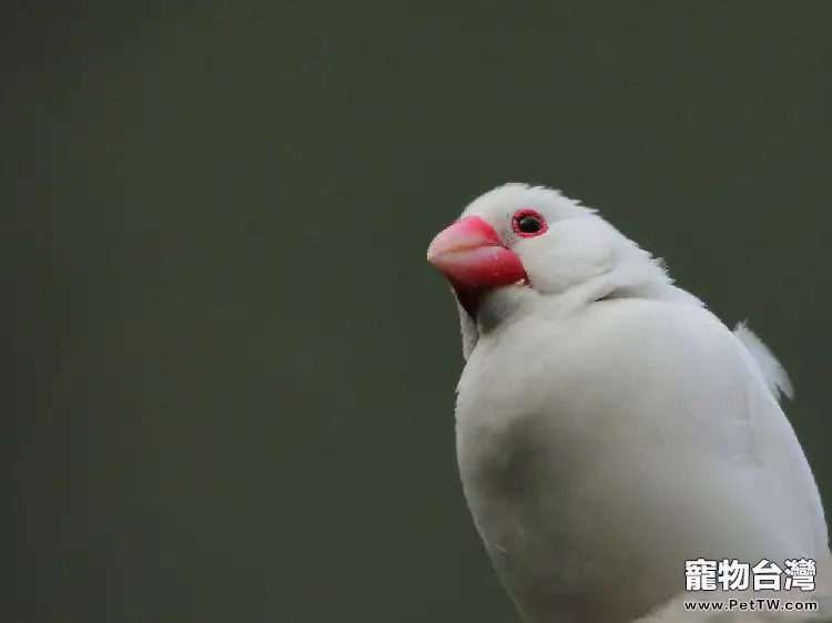 白文鳥的穀類主食介紹