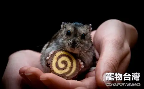 你會捉拿倉鼠麼(1圖)-寵物台灣