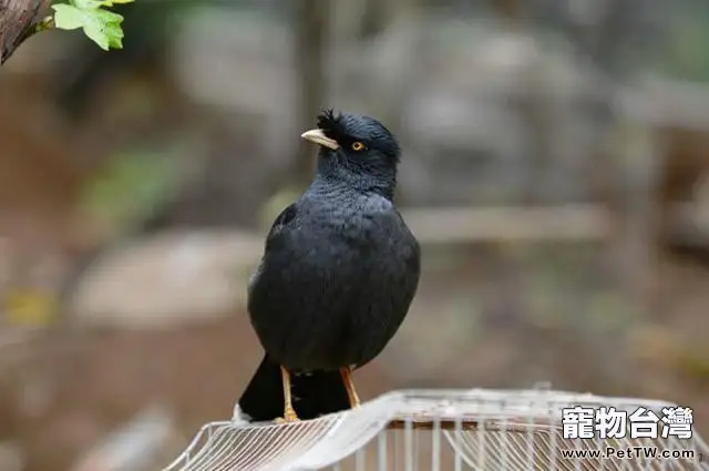 為什麼鳥兒不宜與人共處一室