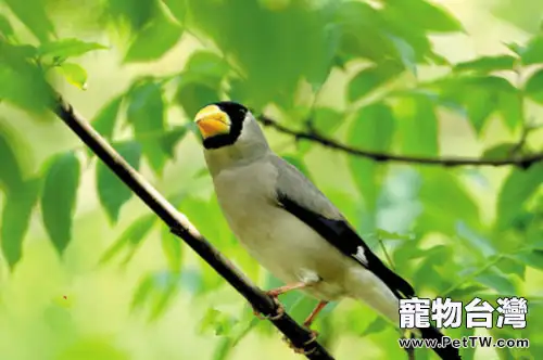 黑頭蠟嘴雀的飼養