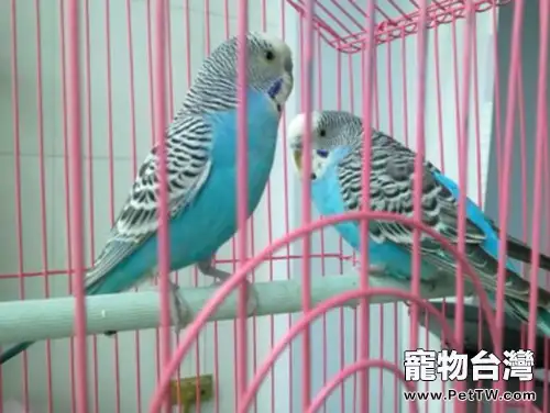 冬季養鳥要注意什麼