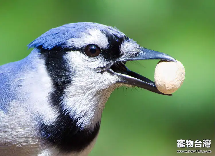 冠藍鴉鳥的品種介紹