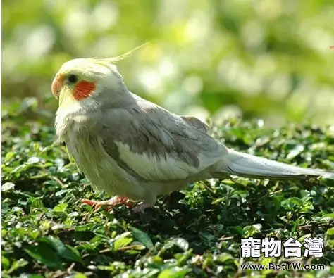 雞尾鸚鵡幼鳥的飼養要點